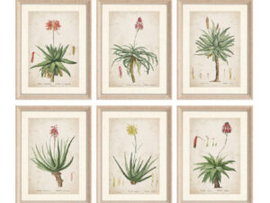Set of 6 Framed Aloe Prints