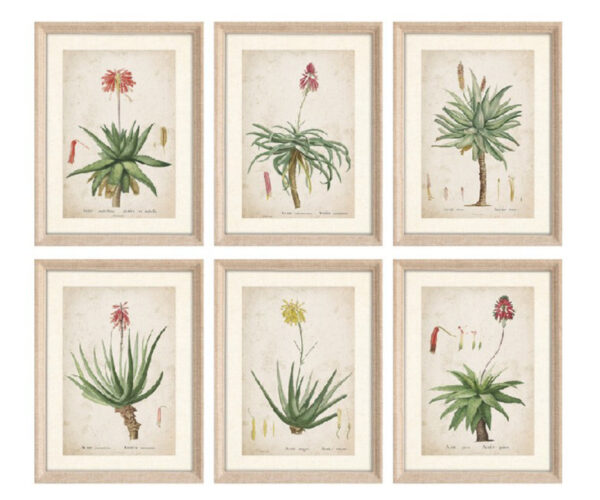 PRE-ORDER - Set of 6 Framed Aloe Prints