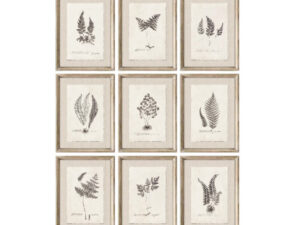 Set of 9 Framed Botanical Ferns