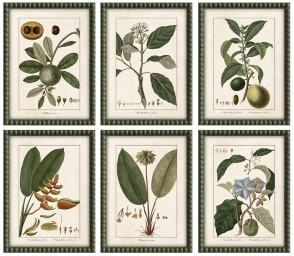 PRE-ORDER - Set of 6 Framed Tropical Fruits