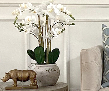 orchiddddd