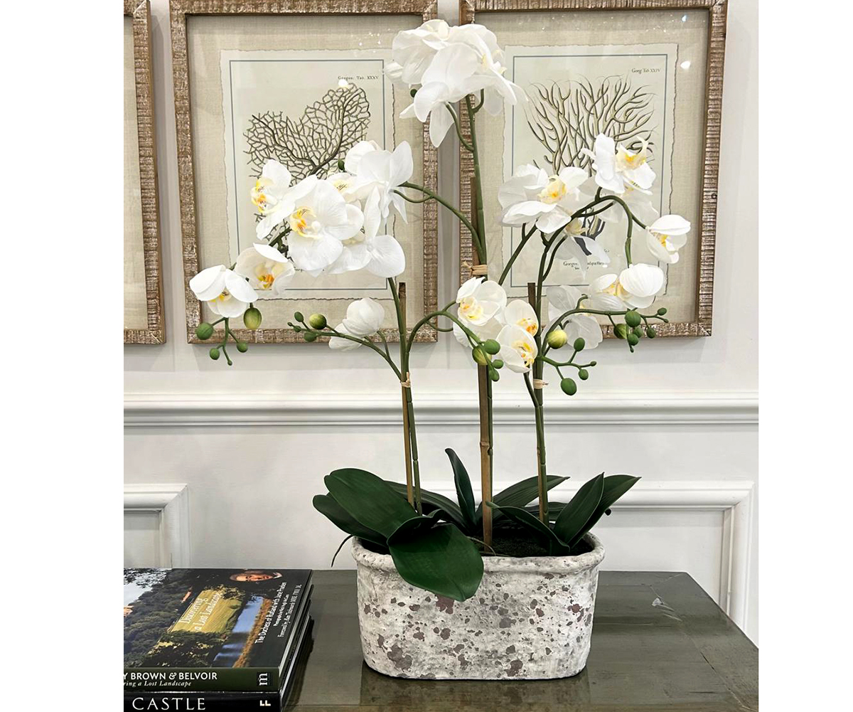 ovalorchid