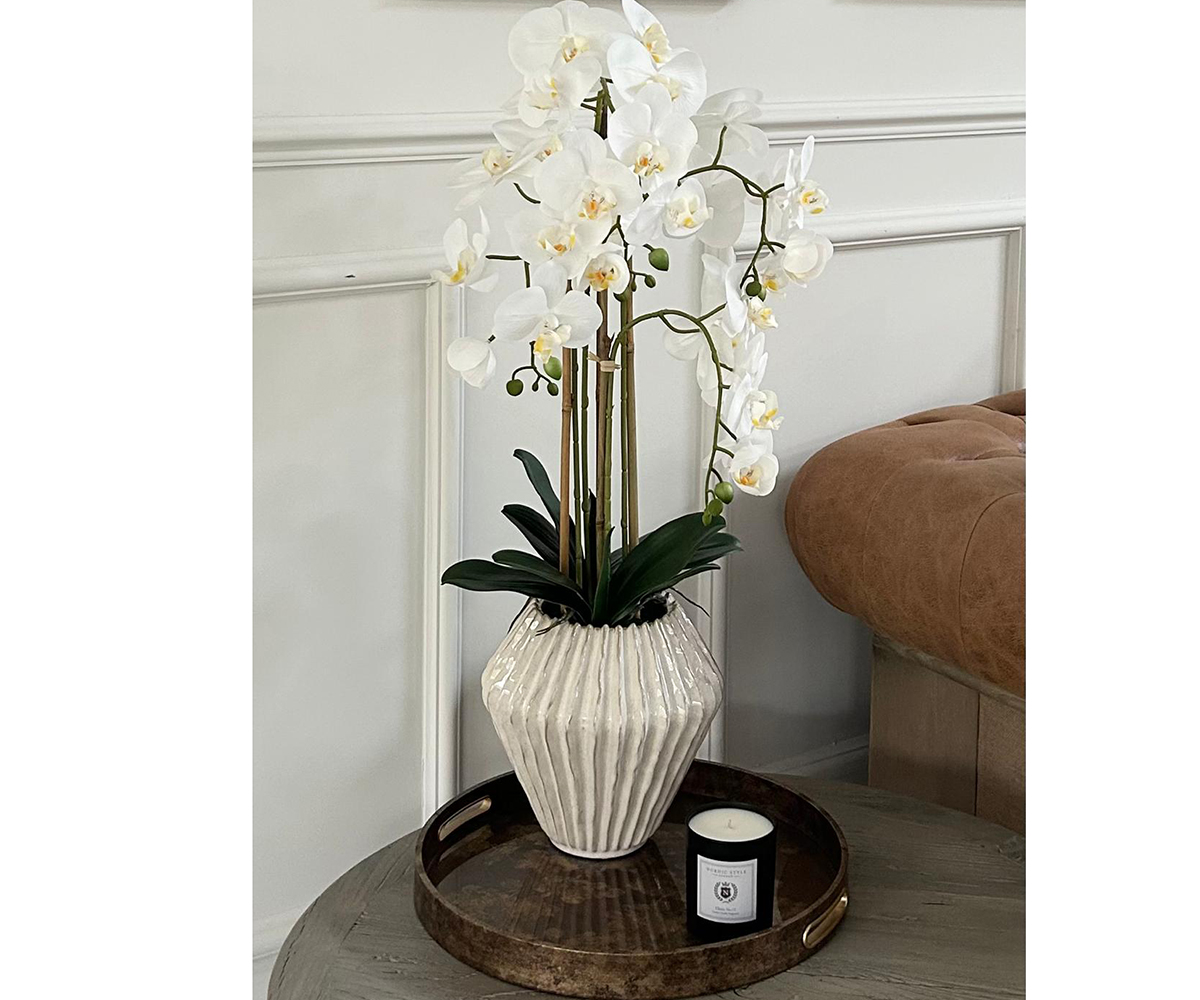 tallorchid