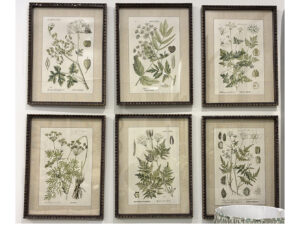 Set of 6 Framed Botanical Studies