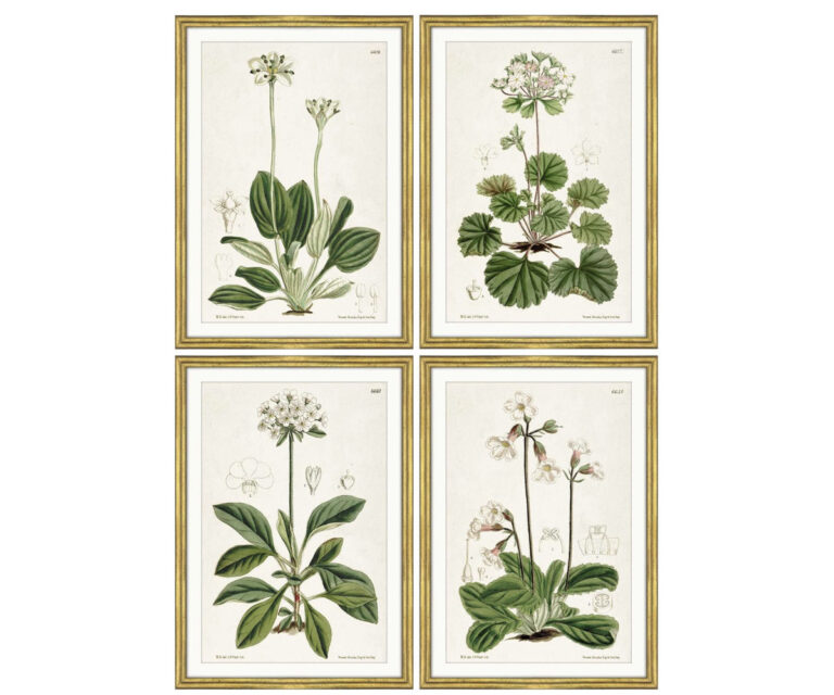Set of 4 Framed Studies in Bloom Prints