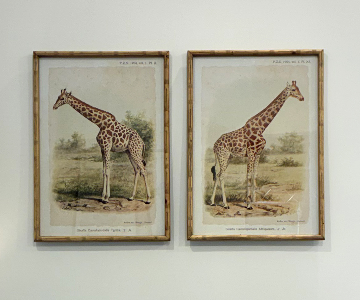 Set of 2 Maasimara Prints