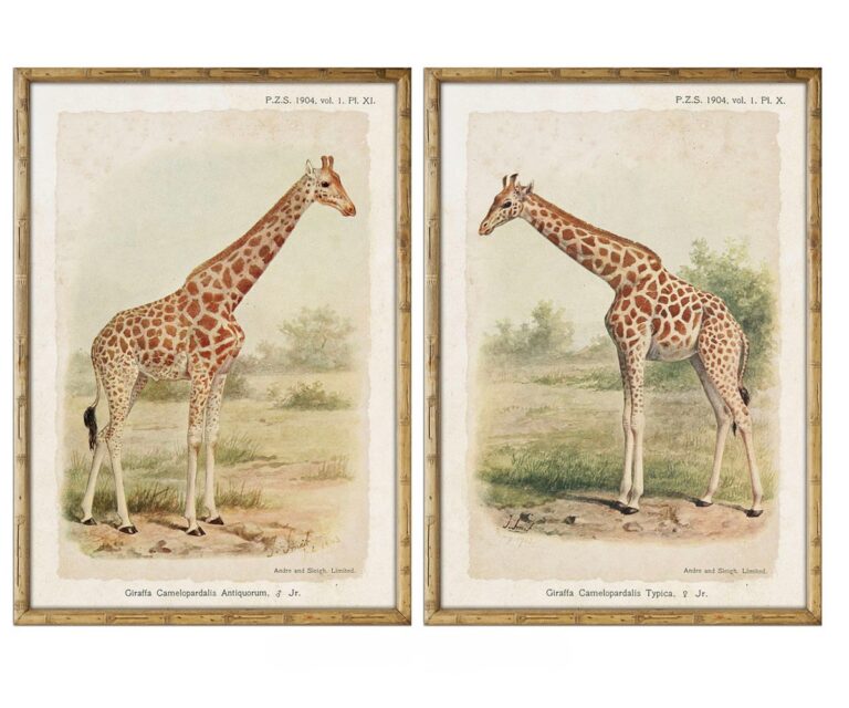 Set of 2 Maasimara Prints
