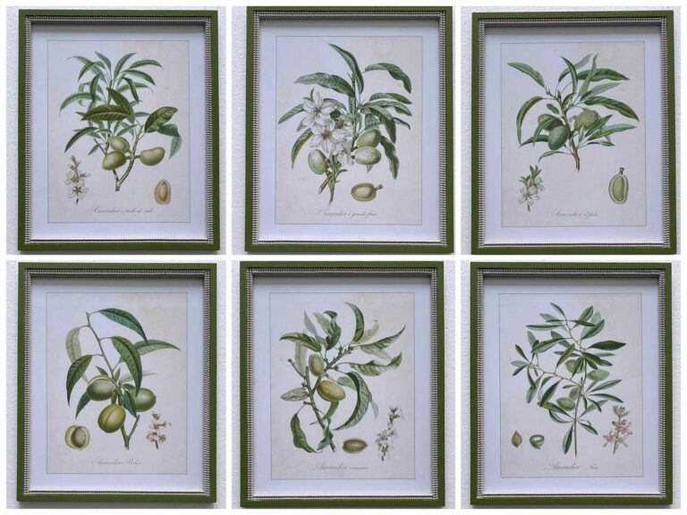 Set of 6 Framed Orchard Botanica