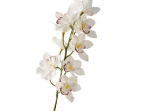 Real Touch White & Pink Cymbidium Orchid Stem, 91cm