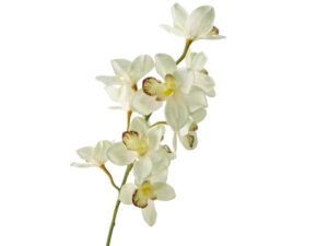 Real Touch Green Cymbidium Orchid Stem, 91cm