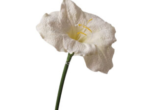 Real Touch Amaryllis Stem, 57cm