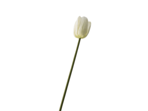 Small White Tulip Stem, 33cm