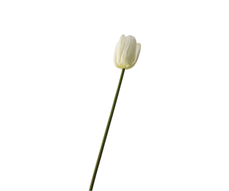 Small White Tulip Stem, 33cm