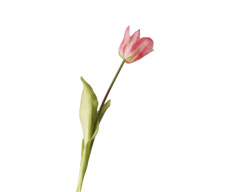 Real Touch Pink Parrot Tulip Stem, 47cm